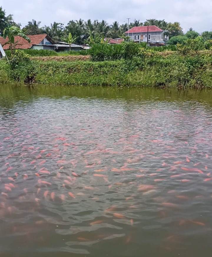 pembenihan